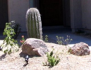 cactus1.jpg