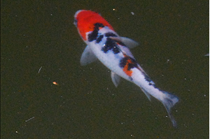 koi DSC_0737